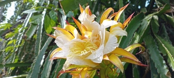Obraz This dragon fruit flower blooms with soft white and yellow petals, exuding an exotic feel. The green background of the leaves enhances the color, creating a fresh, tropical feel.