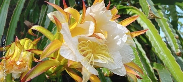 Obraz This dragon fruit flower blooms with soft white and yellow petals, exuding an exotic feel. The green background of the leaves enhances the color, creating a fresh, tropical feel.