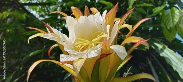 Obraz This dragon fruit flower blooms with soft white and yellow petals, exuding an exotic feel. The green background of the leaves enhances the color, creating a fresh, tropical atmosphere.
