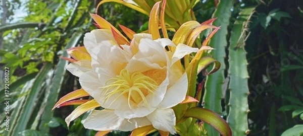Obraz This dragon fruit flower blooms with soft white and yellow petals, exuding an exotic feel. The green background of the leaves enhances the color, creating a fresh, tropical atmosphere.