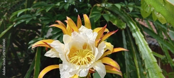 Obraz This dragon fruit flower blooms with soft white and yellow petals, exuding an exotic feel. The green background of the leaves enhances the color, creating a fresh, tropical atmosphere.