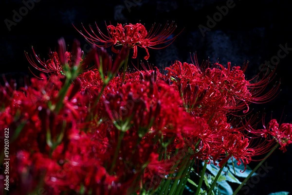 Fototapeta 彼岸花