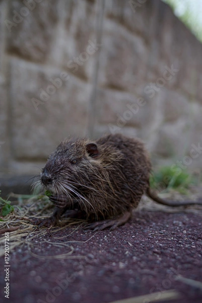 Obraz ヌートリア・幼獣