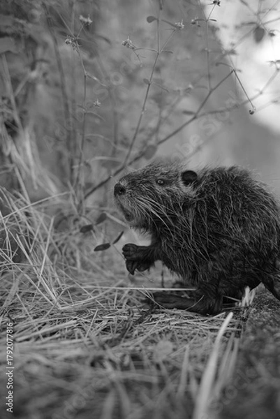 Obraz ヌートリア・幼獣