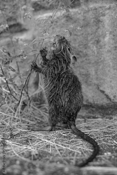 Obraz ヌートリア・幼獣