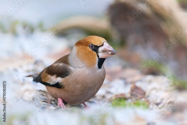 Obraz Winter scene with a male hawfinch.  Coccothraustes coccothraustes. A male hawfinch sits on the ground and looks for food. 