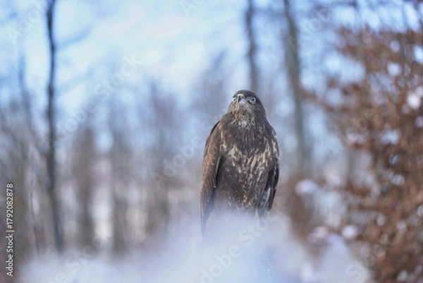 Fototapeta Winter scene with a common buzzard. Buteo buteo. A common buzzard in winter forest.