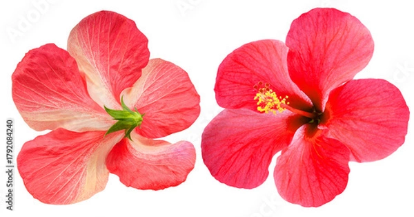 Fototapeta Red hibiscus flower front and back view isolated on white background with clipping path. Tropical flower blossom showing both sides for botanical or floral design use PNG File.