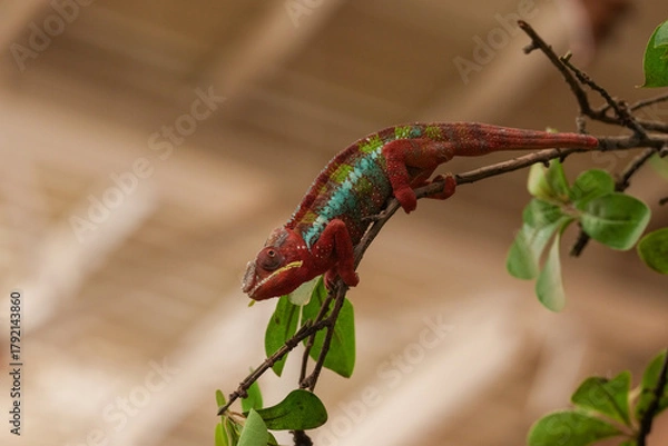 Obraz Chamäleon am Baum