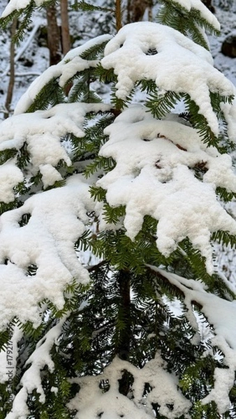 Obraz 葉に雪が積もる、葉の緑と白い雪のコントラストが美しい冬の風景。