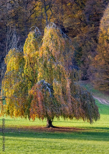 Obraz weeping tree with autumn foliage in a grassy meadow