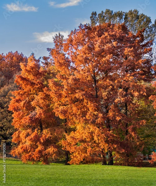 Fototapeta autumn trees with vibrant orange foliage in a park