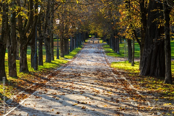 Obraz  tree-lined path covered with autumn leaves