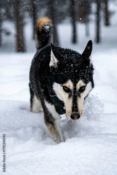 Fototapeta Black and tan dog running through deep snow in a forest during a heavy snowfall winter season