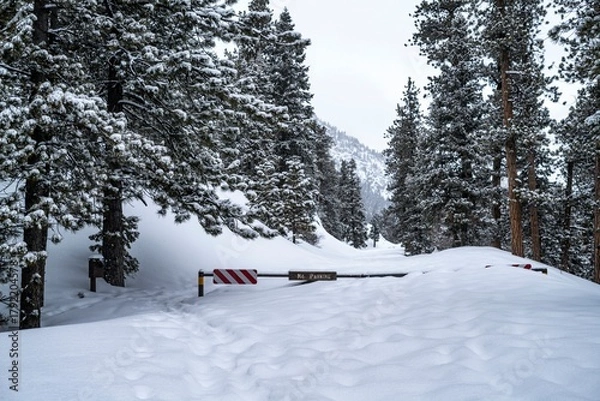 Fototapeta Snow-covered forest road blocked by a barrier surrounded by tall pine trees in a serene winter landscape