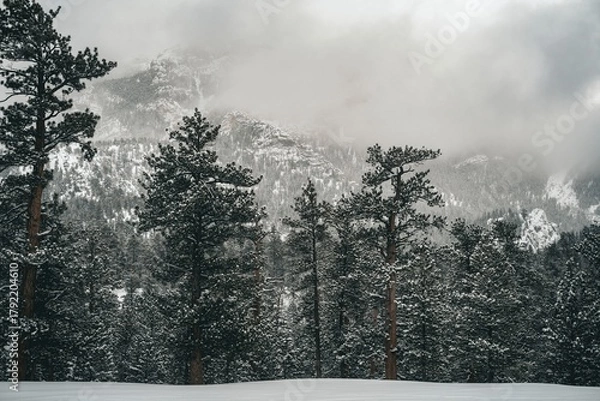 Fototapeta Snow-covered pine forest under heavy clouds in a mountainous winter landscape with dense fog and cold atmosphere
