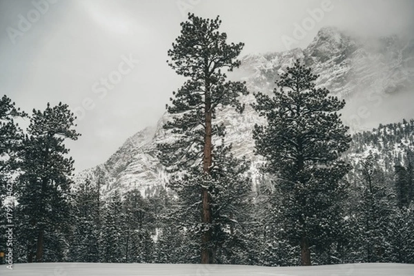 Fototapeta Snow-covered pine trees in a mountainous forest landscape during winter with foggy and misty atmosphere