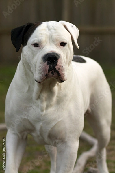Obraz american bulldog