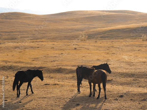 Fototapeta Freedom and tranquility: wild horses grazing in Central Asian foothills under open skies