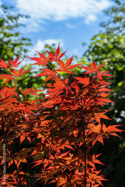 Fototapeta Japanese maple (Acer Palmatum) with bright orange leaves and bright red heart grows on  bank of garden pond. Surrounding it is lush green plants and against backdrop of tall trees is blue sky.