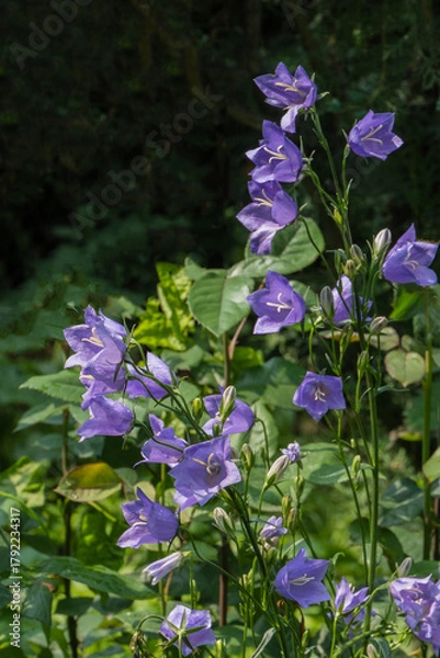 Fototapeta Violet-blue flowers of Campanula persicifolia (peach-leaved bellflower) bloom against soft backdrop of garden greenery. Green plants in background create natural and calming atmosphere.