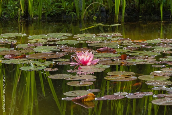 Fototapeta Tranquil pond with pink water lily Perry's Orange Sunset blooming amidst green lily pads. Water reflects surrounding reeds and rocks, creating serene natural scene. Nature concept for design.