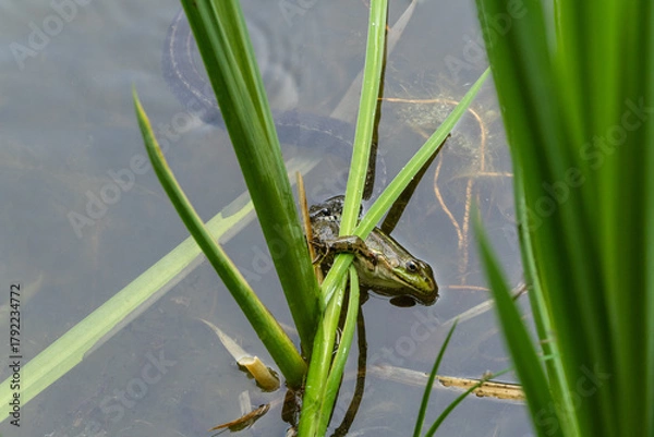 Fototapeta Frog is clinging to green reeds at water's edge, blending in with its natural wetland habitat. Grass snake (Natrix natrix Persa), also known as ringed grass snake, has grabbed frog by hind leg.