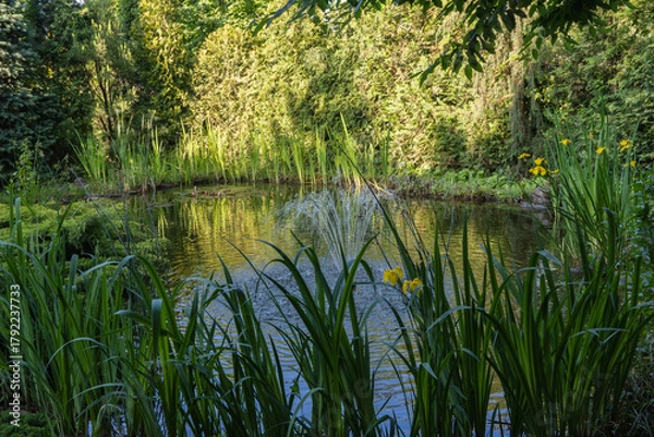 Fototapeta Serene natural pond surrounded by lush greenery, tall grasses and vibrant yellow flowers iris pseudacorus (yellow flag, yellow iris) with dense trees in background reflecting on the calm water.