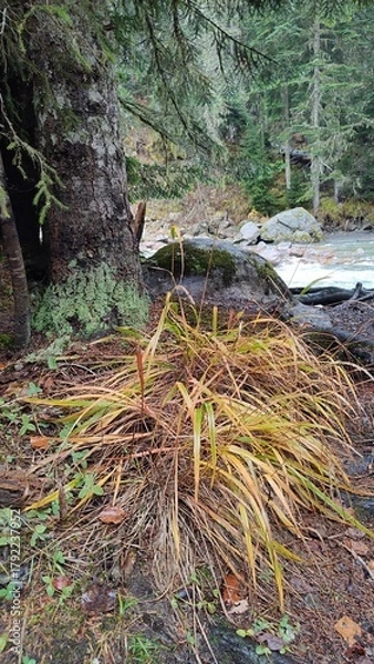 Obraz grass in the fall woods