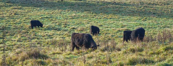 Obraz Rinder auf einer Weide