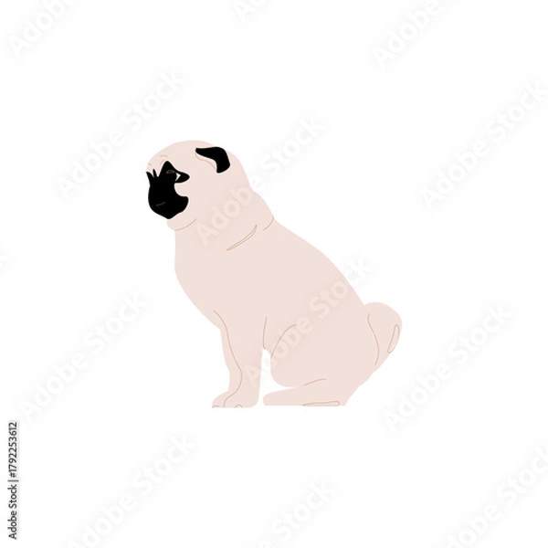 Obraz Funny pug puppy sitting  on a white background. Beautiful purebred puppy. Funny puppy with a black muzzle. Vector illustration.