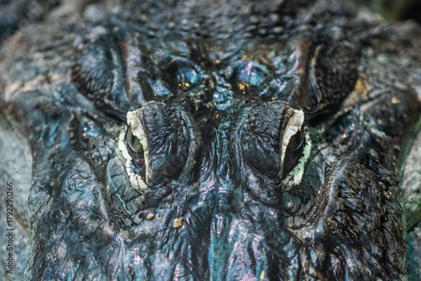 Obraz Crocodile skin texture