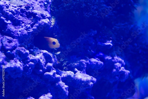 Obraz Fish in aquarium