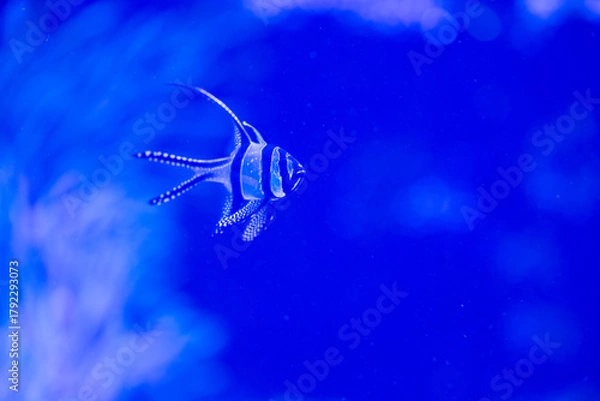 Obraz Fish in aquarium