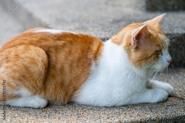 Fototapeta Orange tabby cat relaxing peacefully on the floor, a perfect moment of feline calm and nature.	