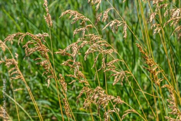 Fototapeta Poa trivialis rough bluegrass, rough-stalked meadow-grass or rough meadow-grass, is perennial plant regarded in US as ornamental plant. It is part of grass family