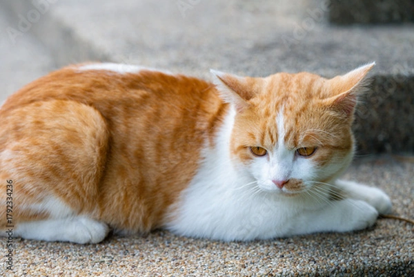 Fototapeta Orange tabby cat relaxing peacefully on the floor, a perfect moment of feline calm and nature.	