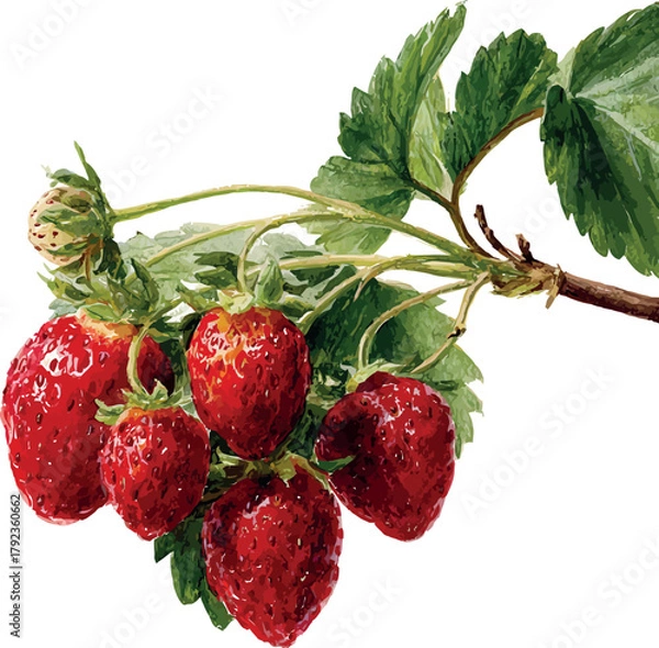 Fototapeta Beautiful watercolor painting of a strawberry branch with ripe red berries and green leaves - vector illustration