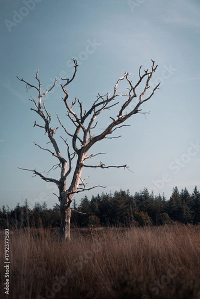 Fototapeta Barren tree stands tall against clear sky at dusk in a peaceful meadow near a forest