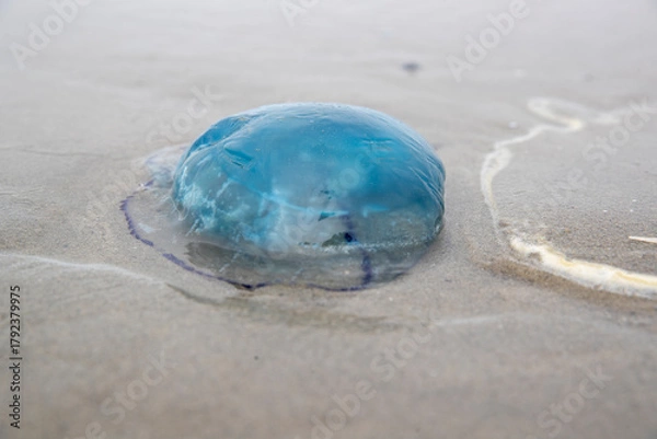 Obraz Méduse bleue (Rhizostoma) échouée sur une plage en été. Côte d'Opale, France.