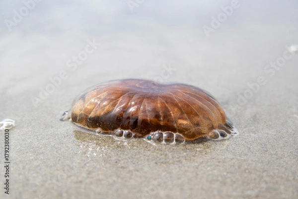 Fototapeta Méduse brune (Chrysaora hysoscella) échouée sur une plage en été. Côte d'Opale, France.