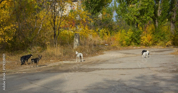 Fototapeta yellow and red autumn bushes