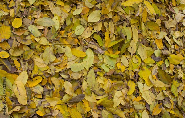 Fototapeta texture of yellow autumn leaves on the ground