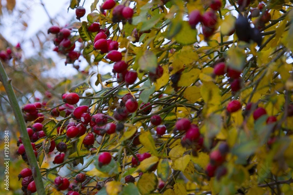 Fototapeta red hawthorn berries on a branch with yellow leaves