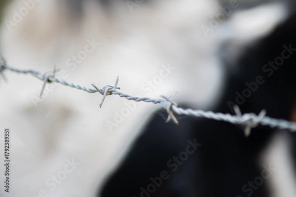 Fototapeta Gros plan sur un fil de barbelé avec en arrière-plan une vache laitière floue