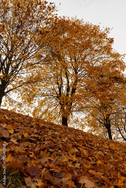 Fototapeta maple trees on the hill from which leaves fall to the ground, maple-covered hill in the autumn season, cloudy weather with gray sky