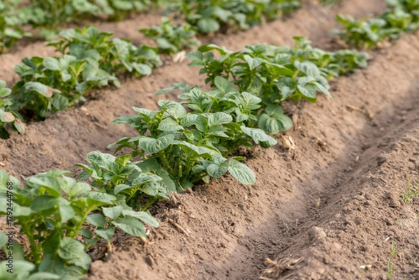 Obraz potatoes growing in an agricultural field, dry summer weather with dry soil, the need for care and watering of green potatoes
