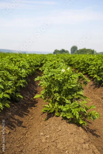 Fototapeta Potato field on a sunny summer day