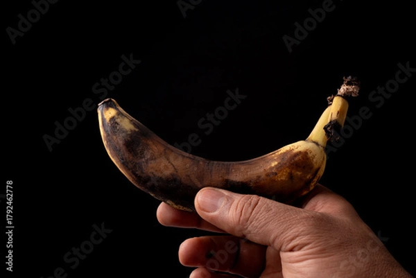 Fototapeta High-contrast macro of a hand holding a fully ripened and darkening banana fruit.