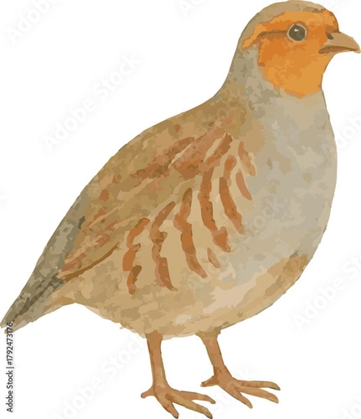 Obraz Vector watercolor illustration of a perdix